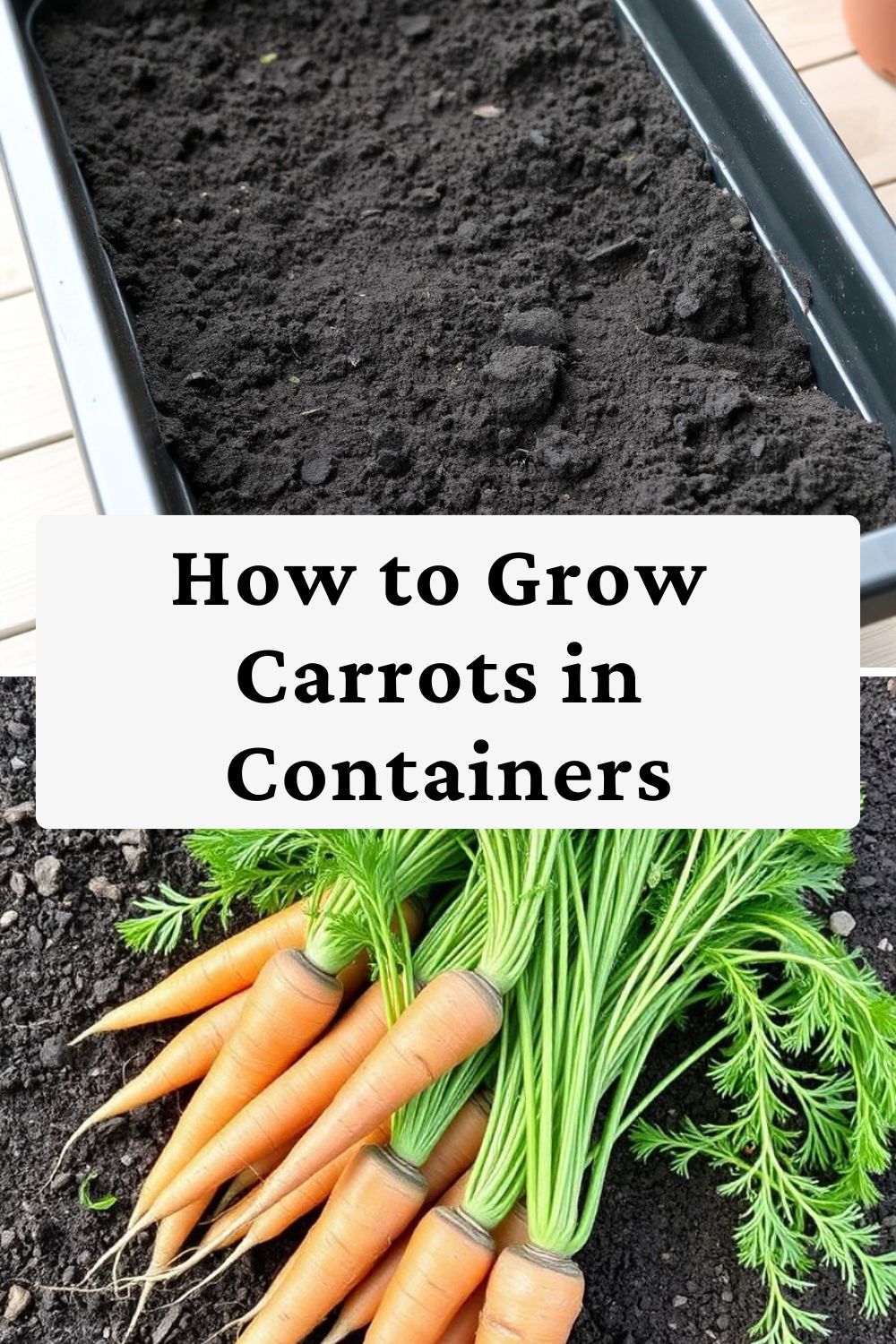 Carrot Container How to Grow Carrots in Containers - Comfy Nesting